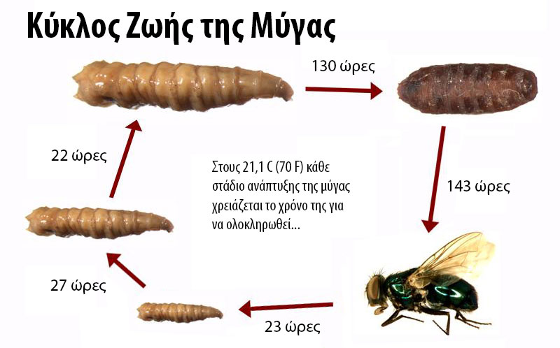 Απολυμάνσεις Απεντομώσεις Βόλος